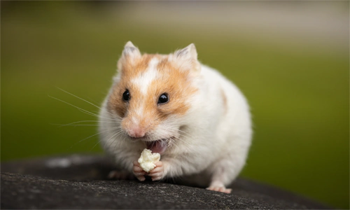 Mengulik 15 Fakta Hamster yang Menakjubkan, Sudah Tahu Belum?